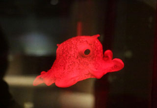 仙台うみの杜水族館 深海生物「メンダコの仲間」の冷凍標本の展示